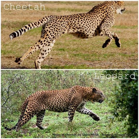 Blog About Cats: Difference Between Leopard and Cheetah