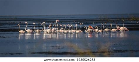 Chilika Lake: Over 770 Royalty-Free Licensable Stock Photos | Shutterstock