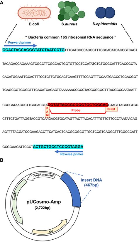 Frontiers Development Of Droplet Digital Pcr Based Detection Of