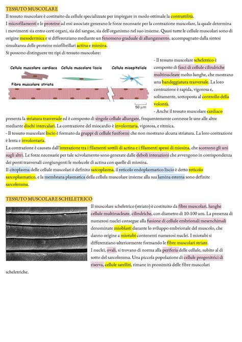 Tessuto Muscolare Appunti Scienze Biologiche Tessuto Muscolare Il Tessuto Muscolare è