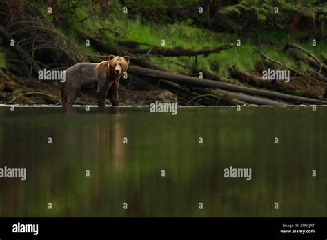 Grizzly Bear Ursus Arctos Horribilis Subadult Standing In River Of