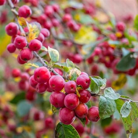 Best Crabapple Trees for Your Landscape: A Guide to Choosing the Right One