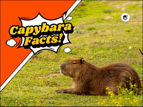 29 Capybara Facts: Discovering the World's Largest Rodent