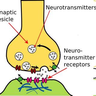 4: The transmission of neurotransmitter from the axon terminal to a ...