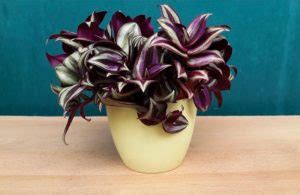 How To Care For A Wandering Jew Plant Your Complete Guide Smart