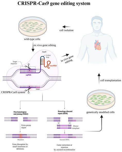 crispr cas  cardiovascular medicine unlocking  potential