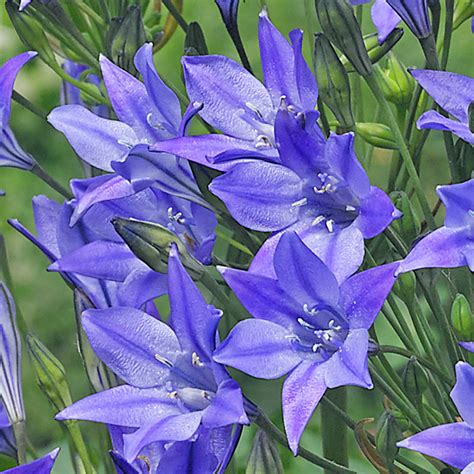 Triteleia Corrina 6cm+ - J Parker Dutch Bulbs (Wholesale) Ltd. (B2B)