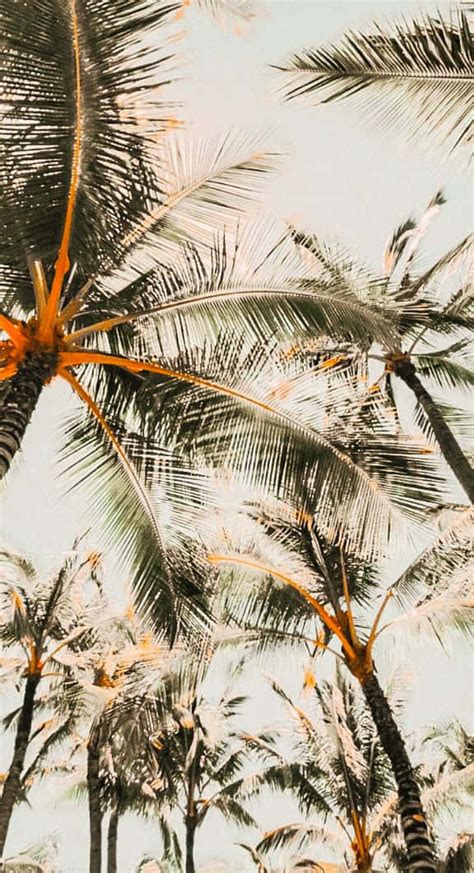 Download A Tropical Beach Paradise With A Cute Palm Tree Wallpaper