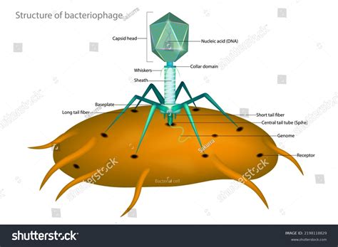 Bacteriophage Bacterial Cell Structure Typical Virus Stock Vector ...