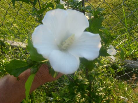 Pin By Susie Winnon On My Garden Bushes Shrubs Rose Of Sharon