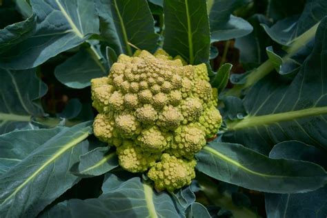 Romanesco Broccoli Cabbage Roman Cauliflower Stock Image Image Of