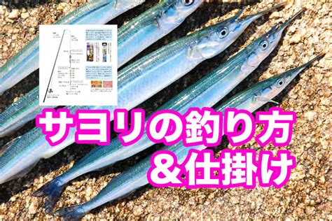 サヨリ釣りの仕掛けや釣り方を紹介。ウキ釣りと遠投カゴ仕掛けを紹介 釣りぽ Tsuripo