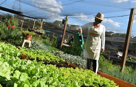 Cultivar Energia Conhe A As Hortas Comunit Rias Da Copel