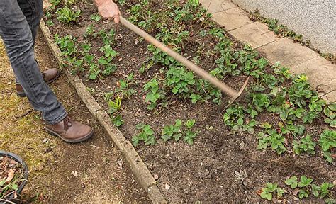 Erdbeeren düngen selbst de