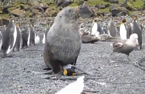 Científicos Sorprendidos Por Casos De Focas Teniendo Sexo Con Pingüinos