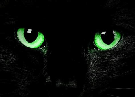 Glowing Green Eyes Of A Miraculous Black Cat