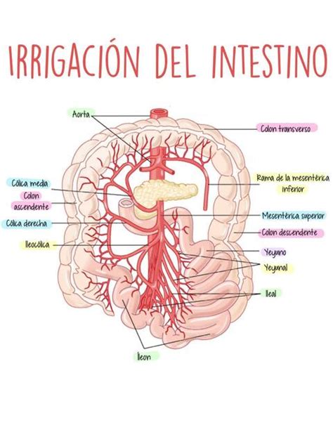 Irrigación Del Intestino Enfermero Isaias Rivas enfermeroisaiasrivas