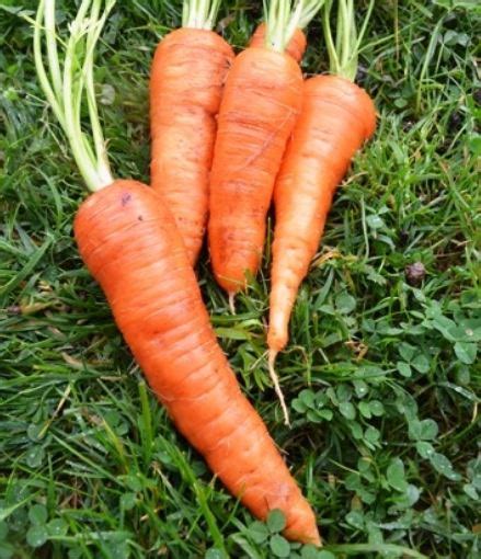 Carrot Berlicum Dave S Seed