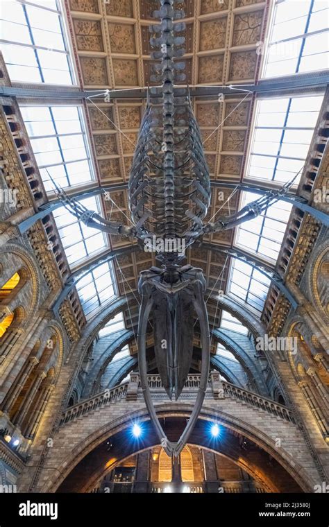 England London South Kensington Natural History Museum Exhibit Of