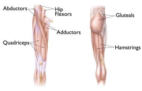 Hip strain: Description, Causes, Treatment | BoulderCentre for ...