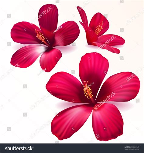 Three Vector Realistic Purple Flowers 114083749 Shutterstock