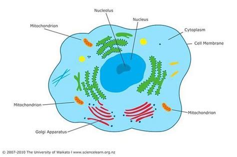 Mitochondria Function in Plant Cell