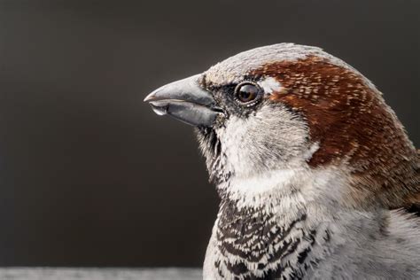 close    house sparrow rbirding