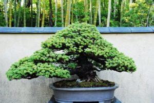 Come Curare Il Bonsai Di Ficus Mondo Bonsai