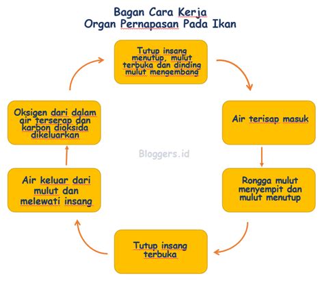 Detail Gambar Diagram Pernapasan Koleksi Nomer 32