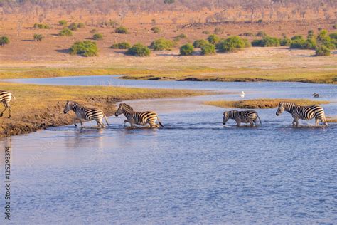 Zebras Crossing Chobe River Glowing Warm Sunset Light Wildlife Safari