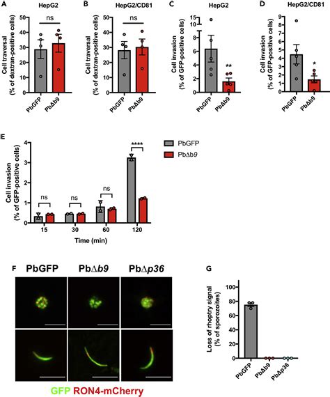 Plasmodium Sporozoites Require The Protein B9 To Invade Hepatocytes