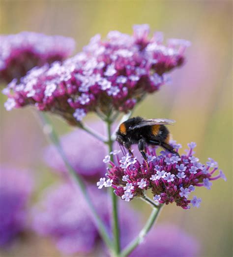 Buy Verbena Bonariensis Purple Top Sarah Raven