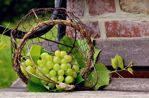 Raisin Dans Son Jardin Comment L Exploiter Au Mieux Docteur Jardin