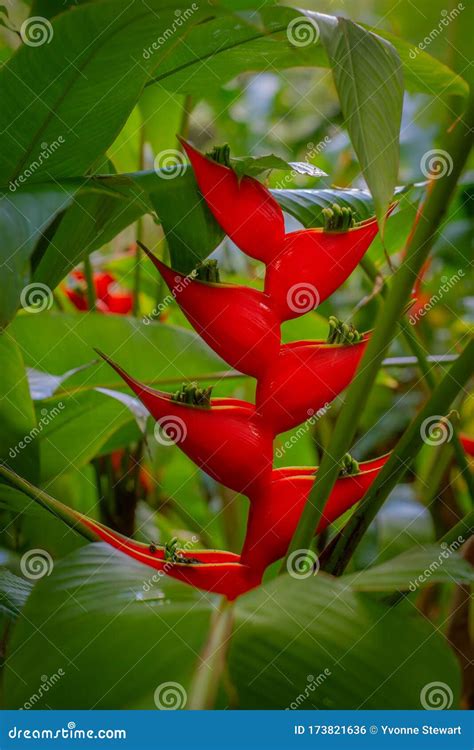 Bright Red Lobster Claw Heliconia in Tropical Rainforest in Hawaii ...