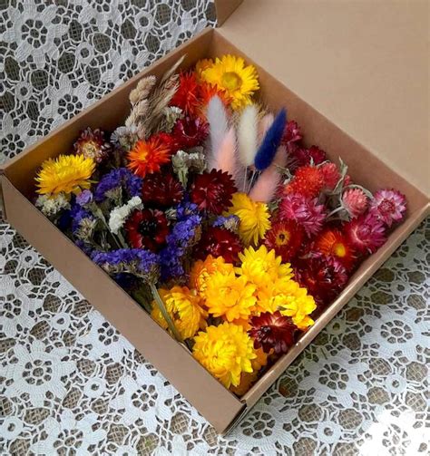 Dried Flowers Creativity Box Assorted Rainbow Craft Florist Supply