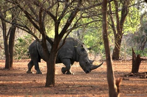 Poached Rhino Horn for Breakfast