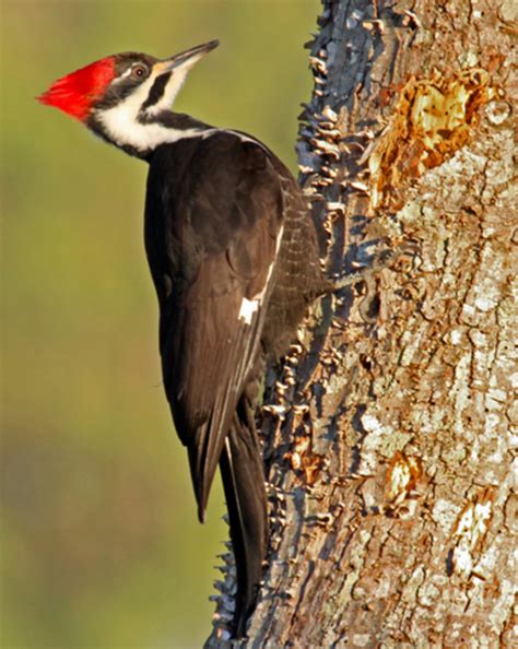 North Carolina Woodpeckers | HubPages