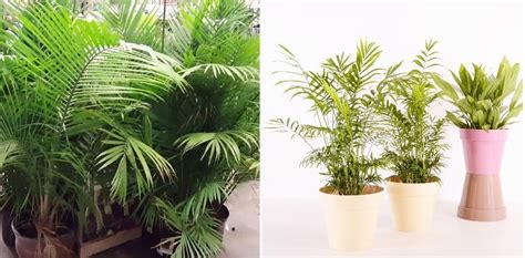 Growing Indoor Palm Plants A Full Guide Gardening Tips