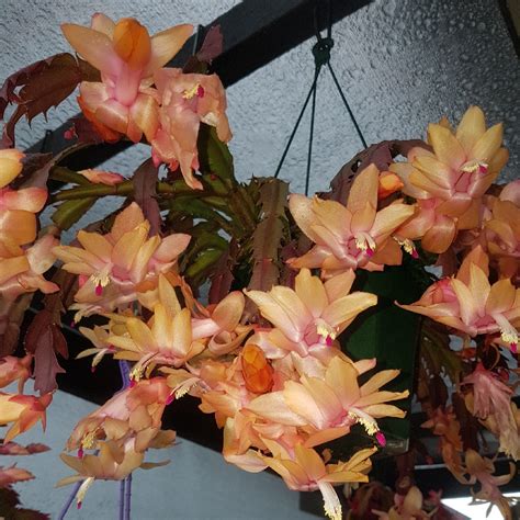 Schlumbergera Truncata Christmas Flame Zygocactus Chistmas Flame In