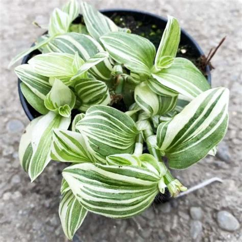 Tradescantia ‘white Zebra Plant Wild Roots