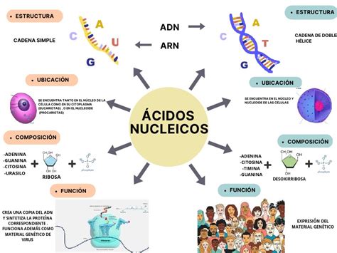 Mapa Mental Ácidos Nucleicos Ricardo Briceño | PDF