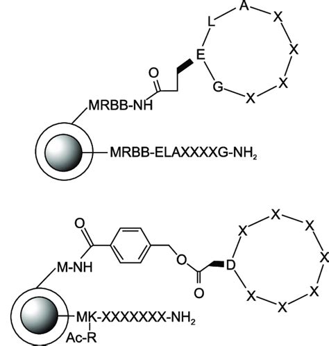 Structures Of Cyclic Peptide Libraries Based On Split Andpool