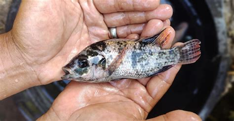 Hombre Sujetando Un Oreochromis Niloticus De Tama O Mediano O Un Pez