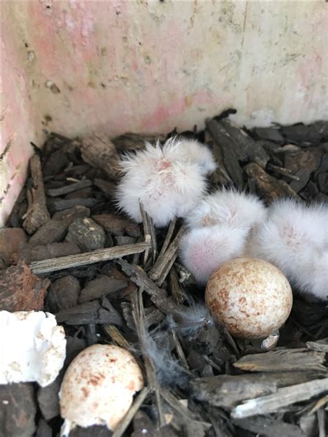 Pin By Raptor Hill Falconry On American Kestrel Nest Box Study