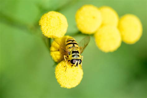 Bijen Tips Van Naturio Volkstuin Vereniging S N V