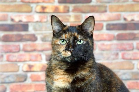 A Guide To Female Tortoiseshell Cat Personality And Behavior