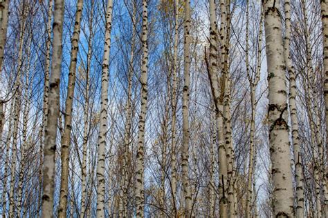 Birch Forest White Tree Trunks In Autumn Stock Image Image Of Leaf