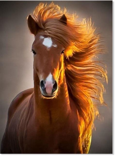 Cómo La Mirada Del Caballo Entiende De Emociones En Nuestras Caras