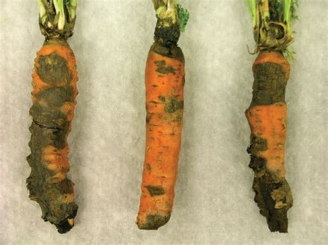 Root Diseases Of Carrot