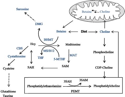 5-Methyltetrahydrofolate-Homocysteine S-Methyltransferase; Methionine ...